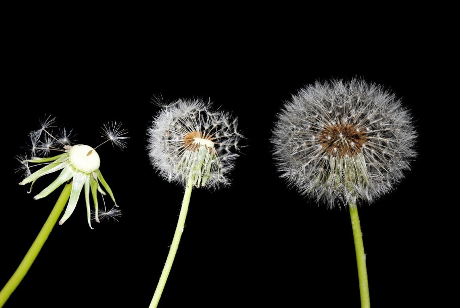 Одуванчик на голове