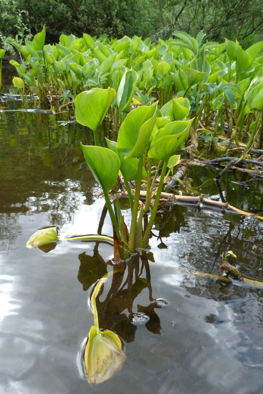 Белокрыльник болотный в водоеме