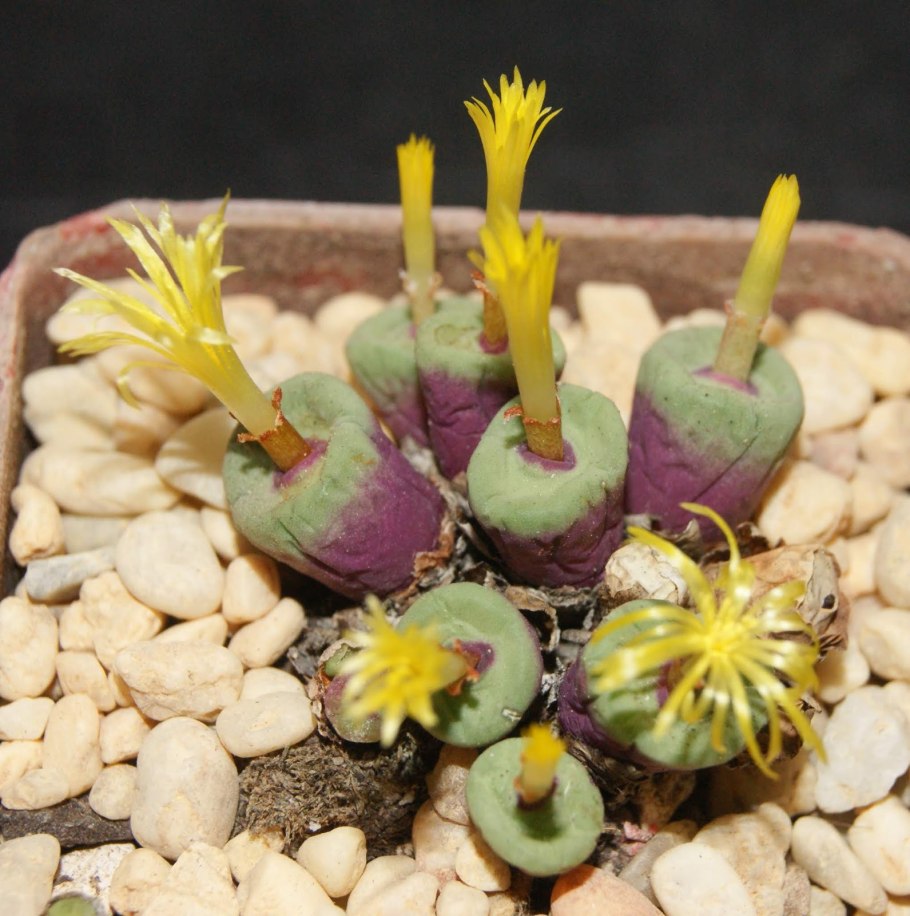 Конофитум Стефани