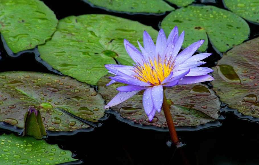 Ирисы нимфеи водяные