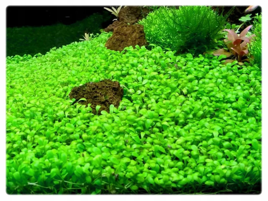 Глоссостигма аквариумное растение