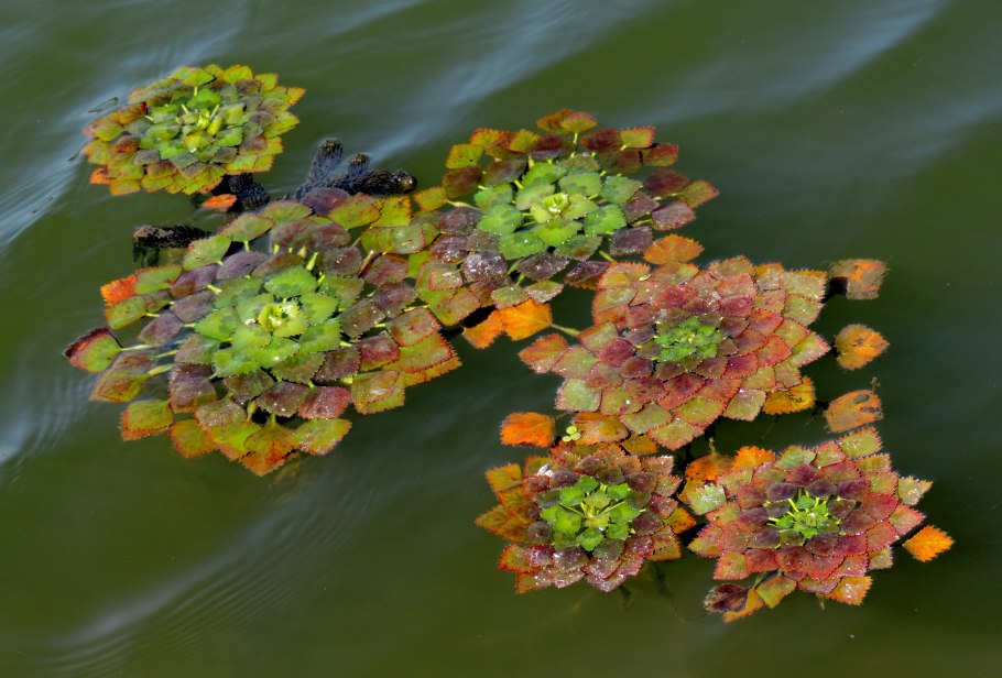 Рогульник плавающий водяной орех