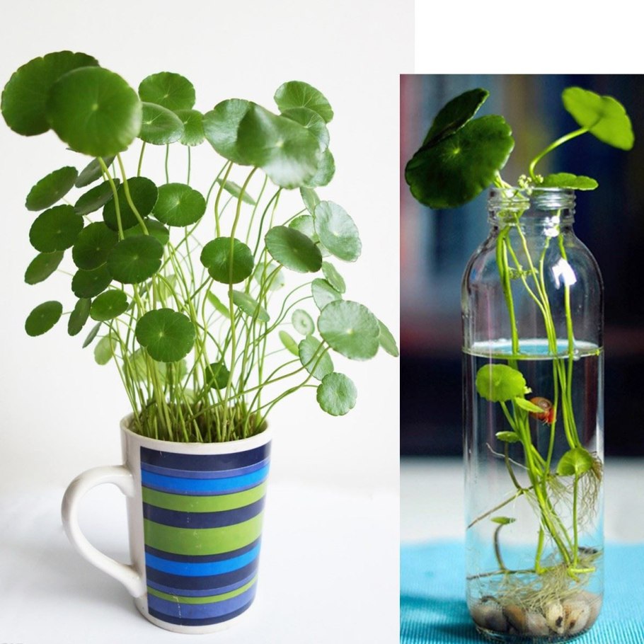 Водные растения в доме