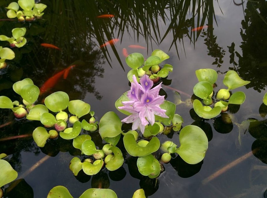 Эйхорния водяной гиацинт