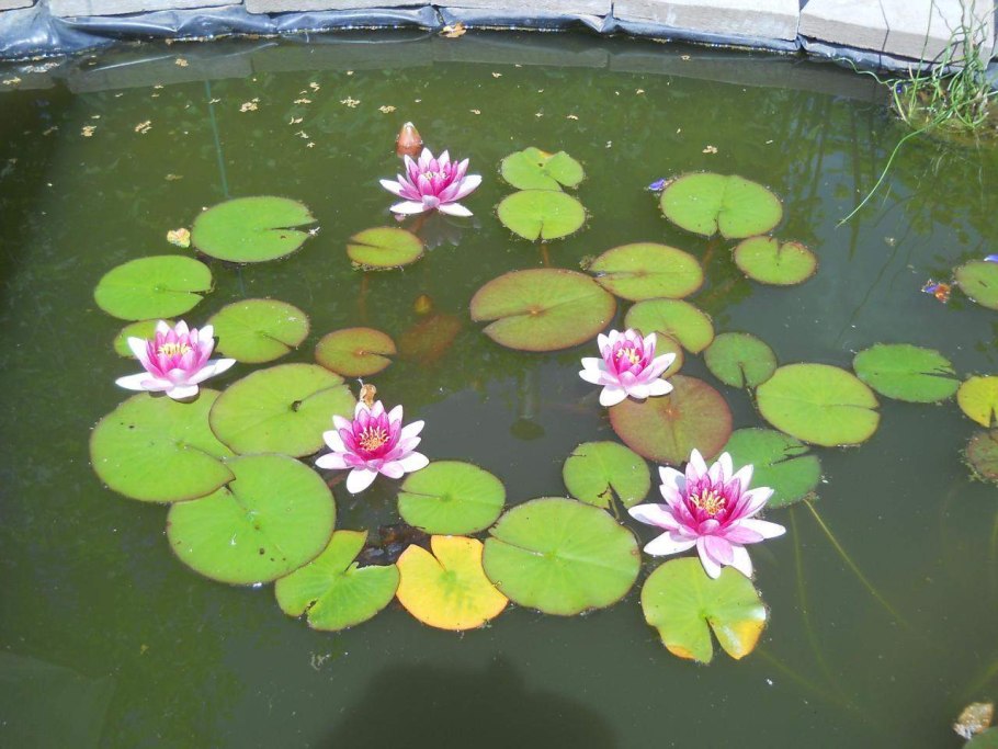 Нимфея карликовая сорт