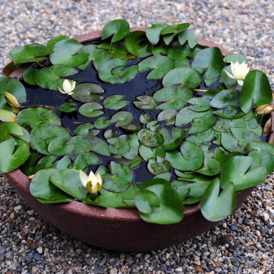 Нимфея карликовая Сантарем