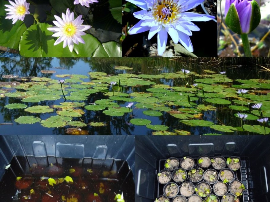 Нимфея Сантарем цветение