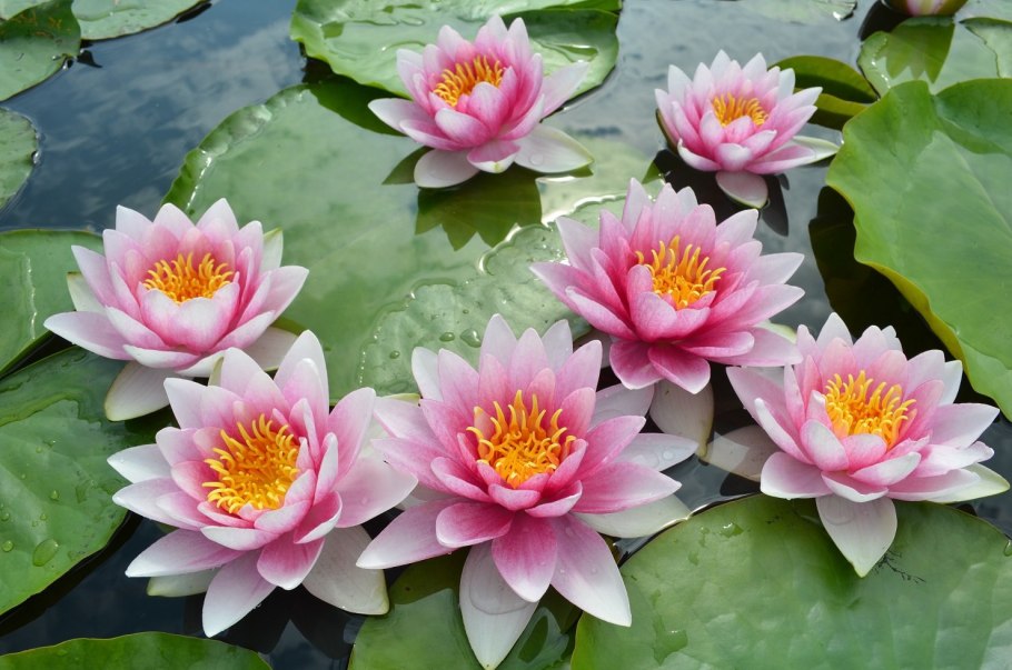 Водяная Лилия/Nymphaea