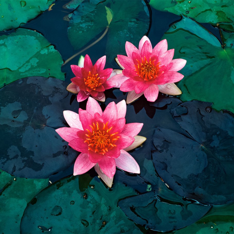 Нимфея Рубра (Nymphaea rubra)