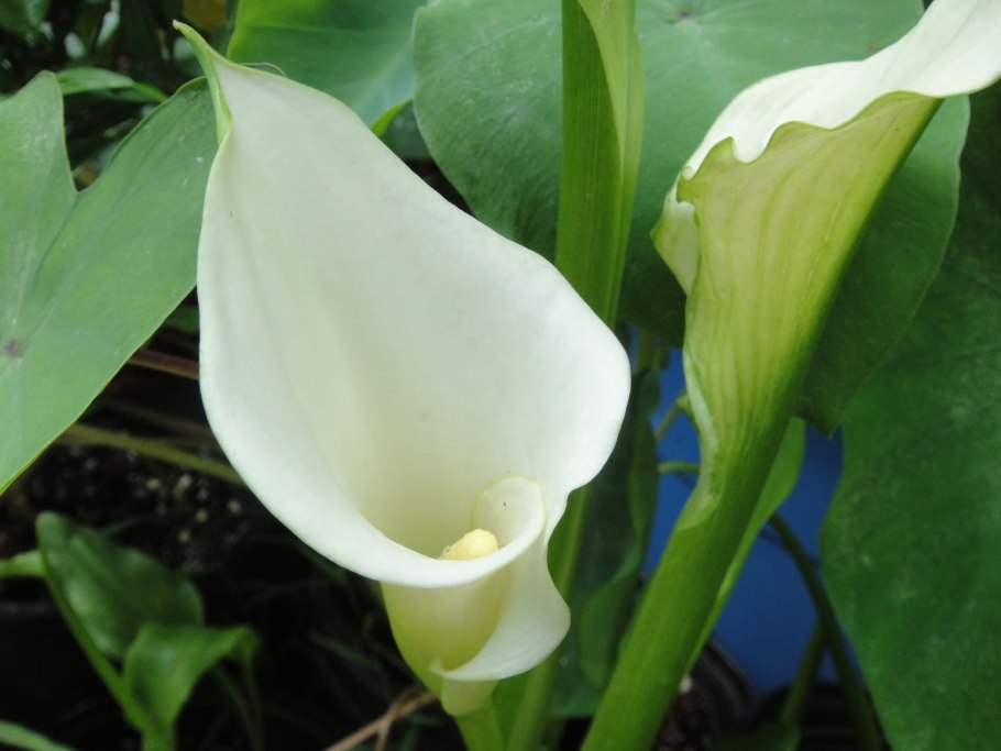 Калла эфиопская Зантедеския