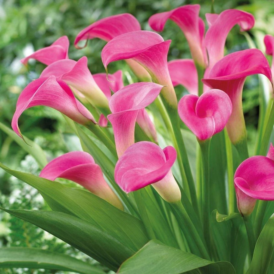 Зантедеския Crystal blush