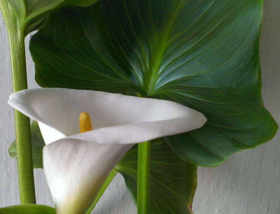 Калла (Зантедеския) микс