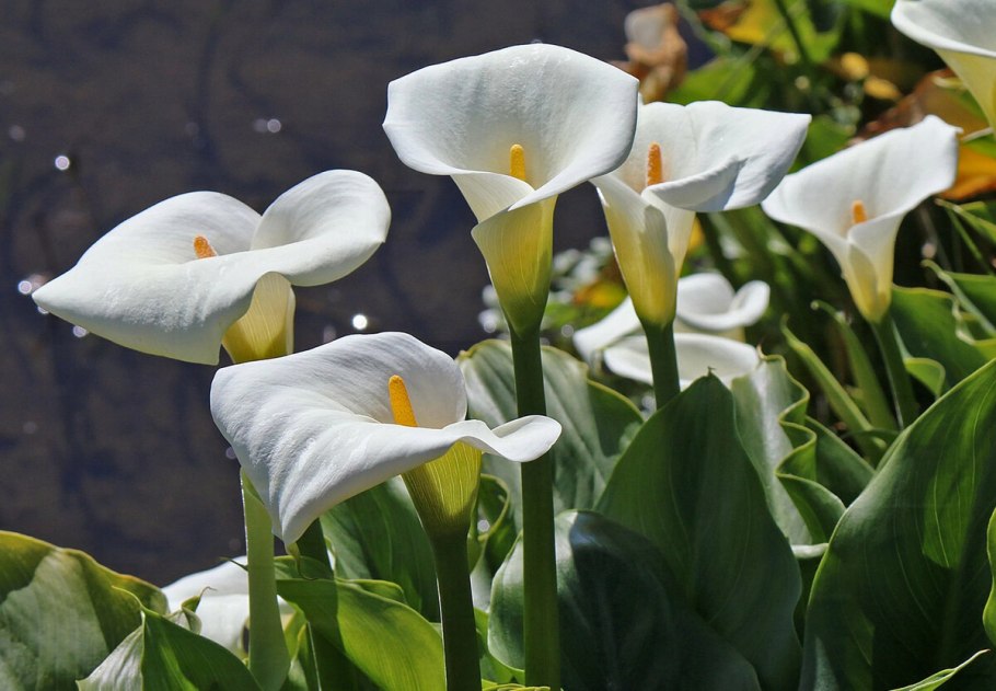 Зантедеския Реманна