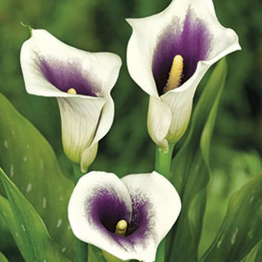 Калла Сайгон