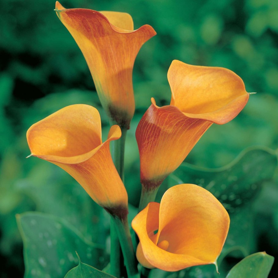 Калла эфиопская (белокрыльник)