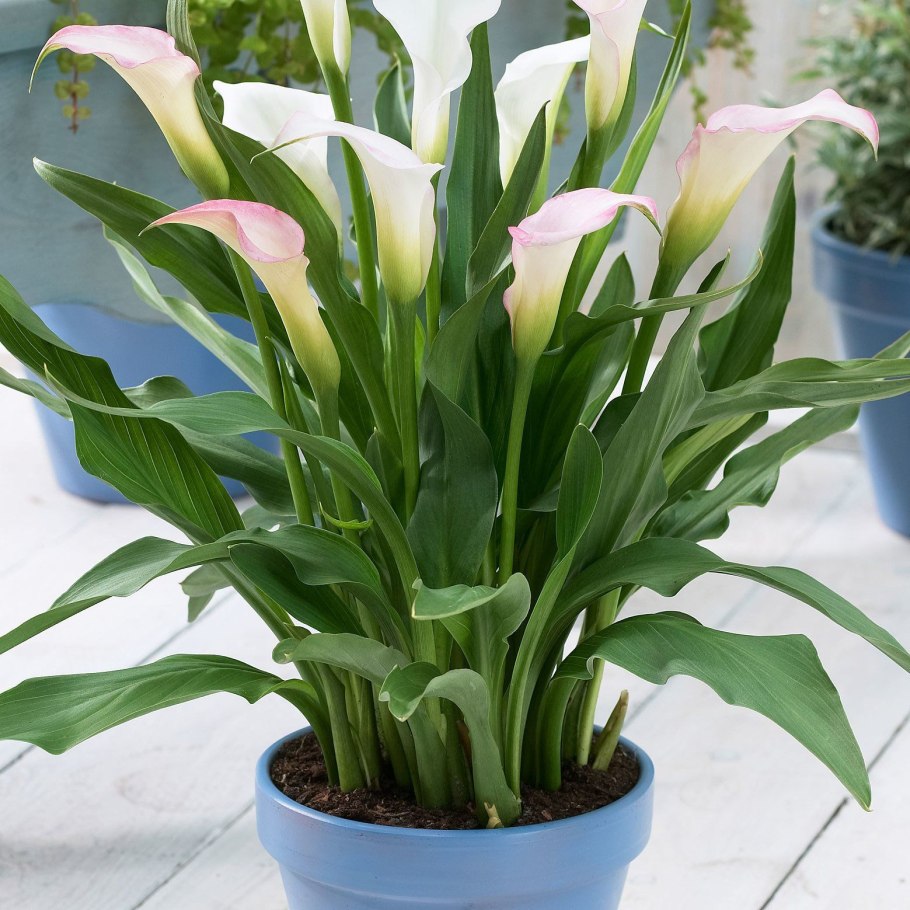 Калла Зантедеския