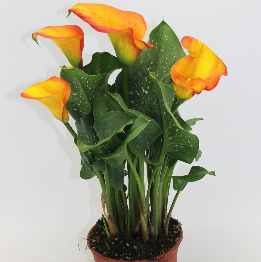 Калла (Zantedeschia) Самур