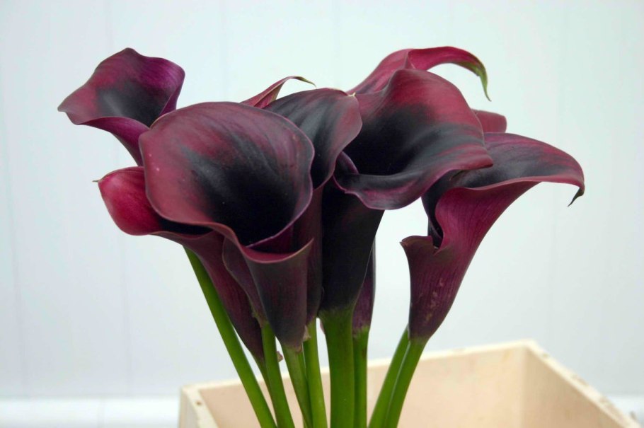 Каллы белокрыльник цветы