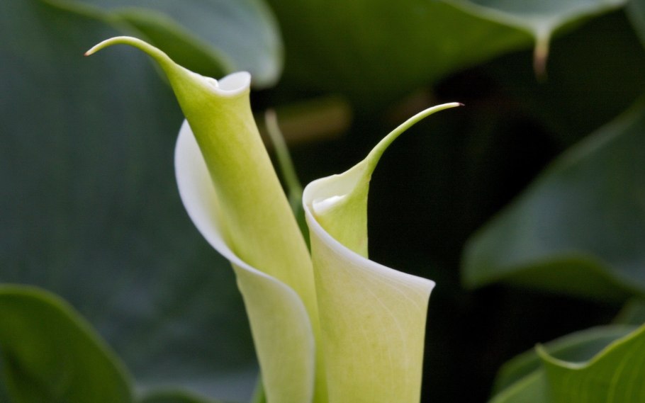 Калла (Zantedeschia) Пако