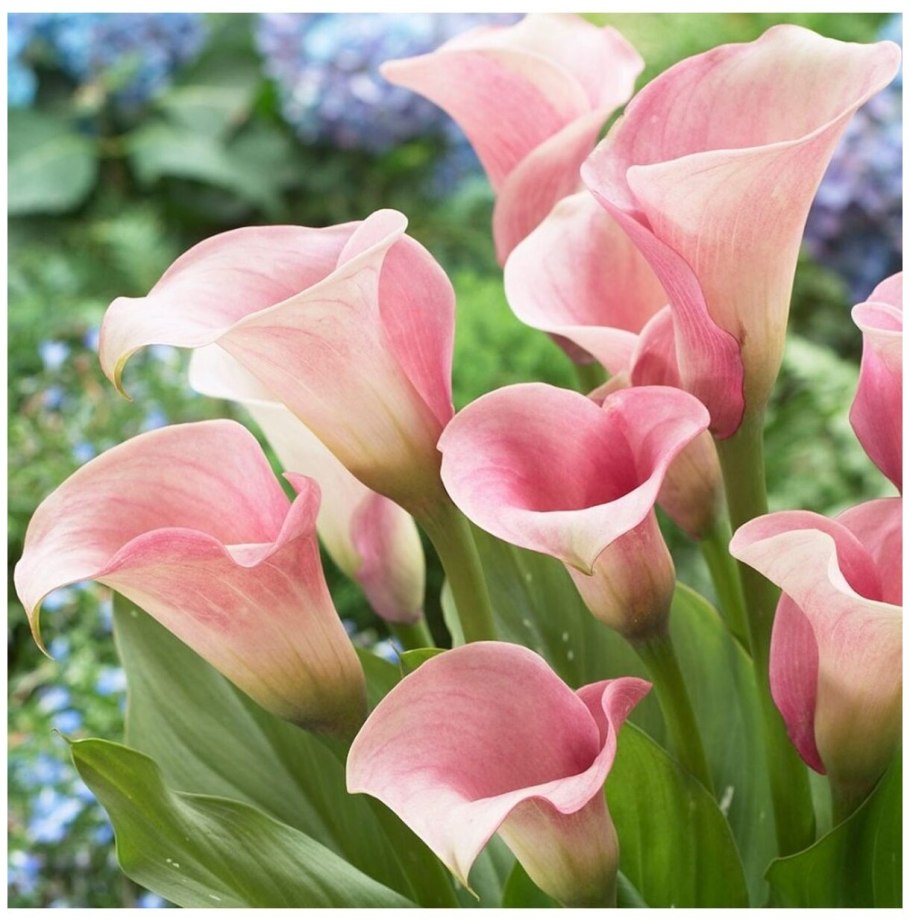 Калла Ремани Пинк