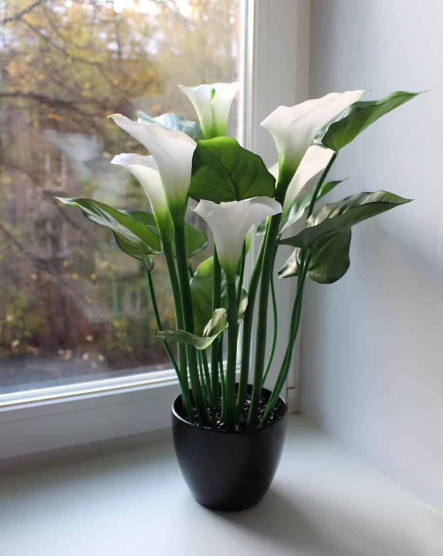Калла Зантедеския Zantedeschia aethiopica