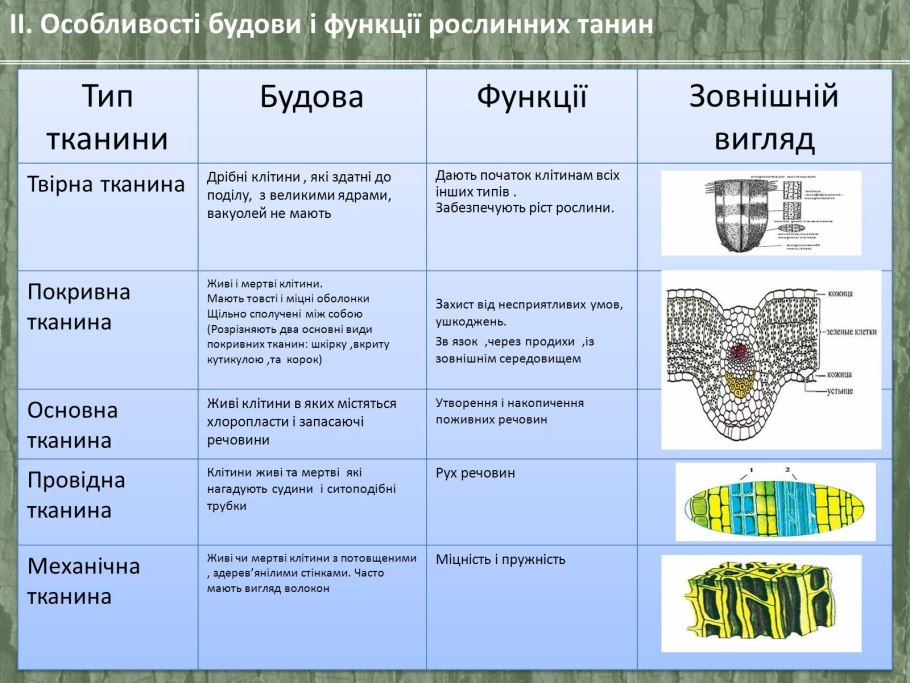 Тканини рослин