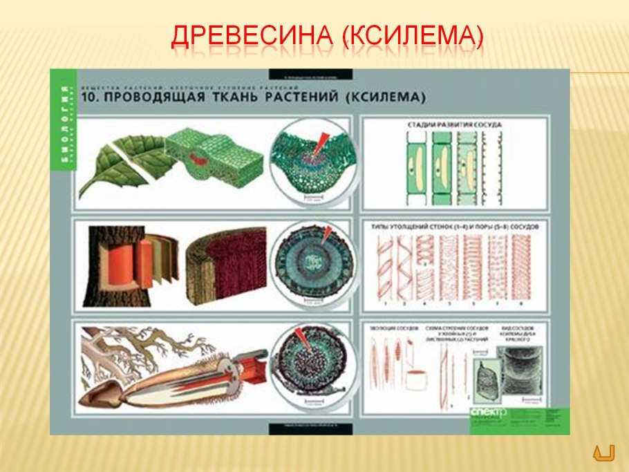 Ксилема древесина