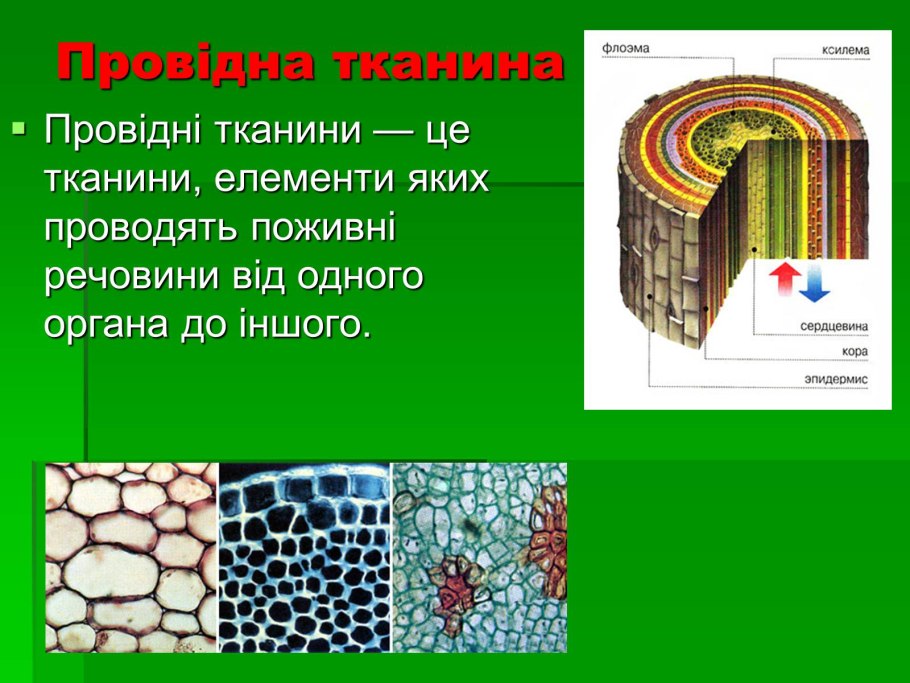 Провідні тканини