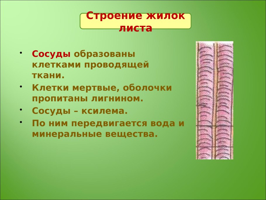 Проводящая ткань клетки