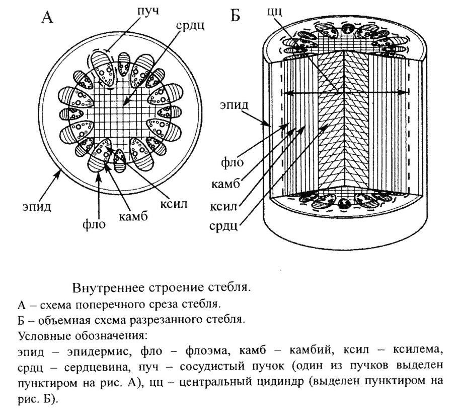 Поперечное сечение стебля Проводящая ткань