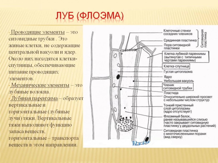 Ситовидные трубки и клетки-спутницы