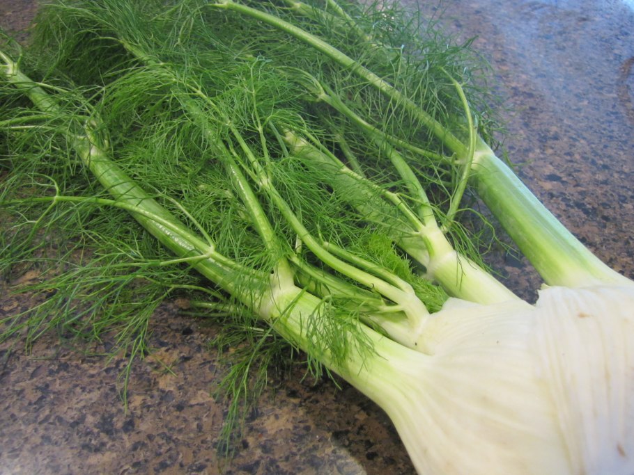 Фенхель зонтичные