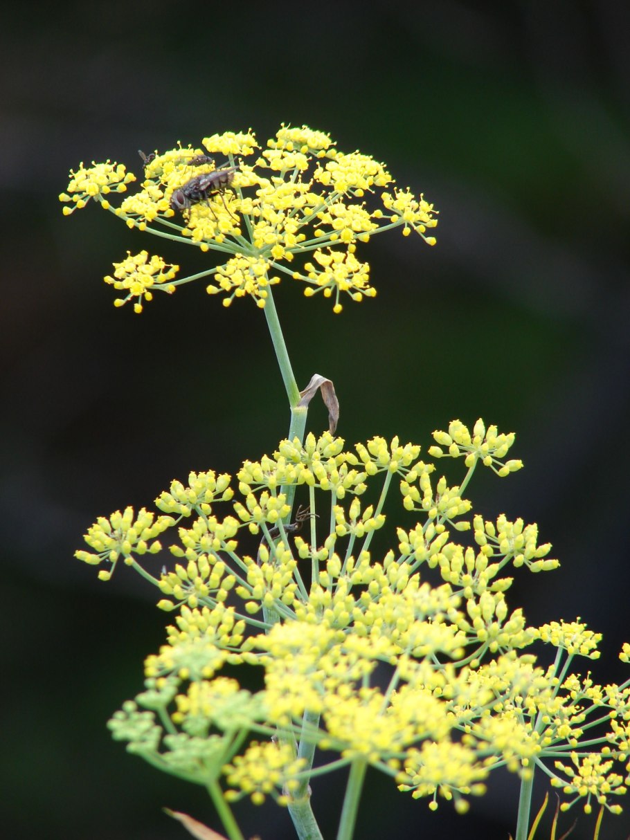 Foeniculum vulgare семена