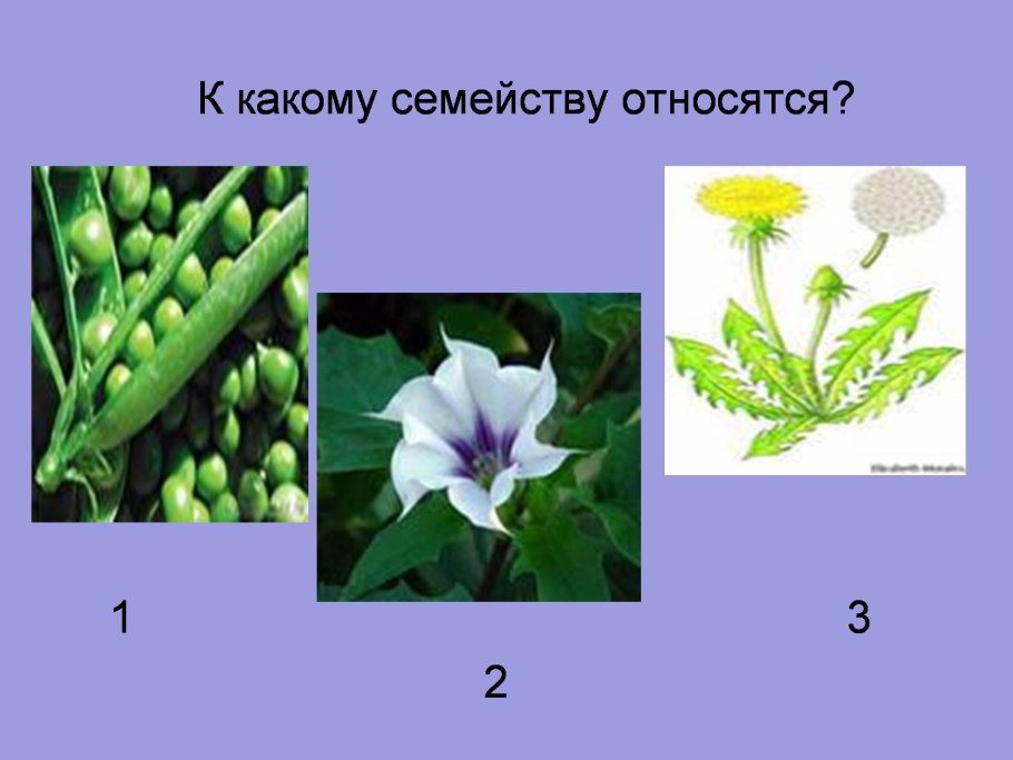 Цветок семейства пасленовых