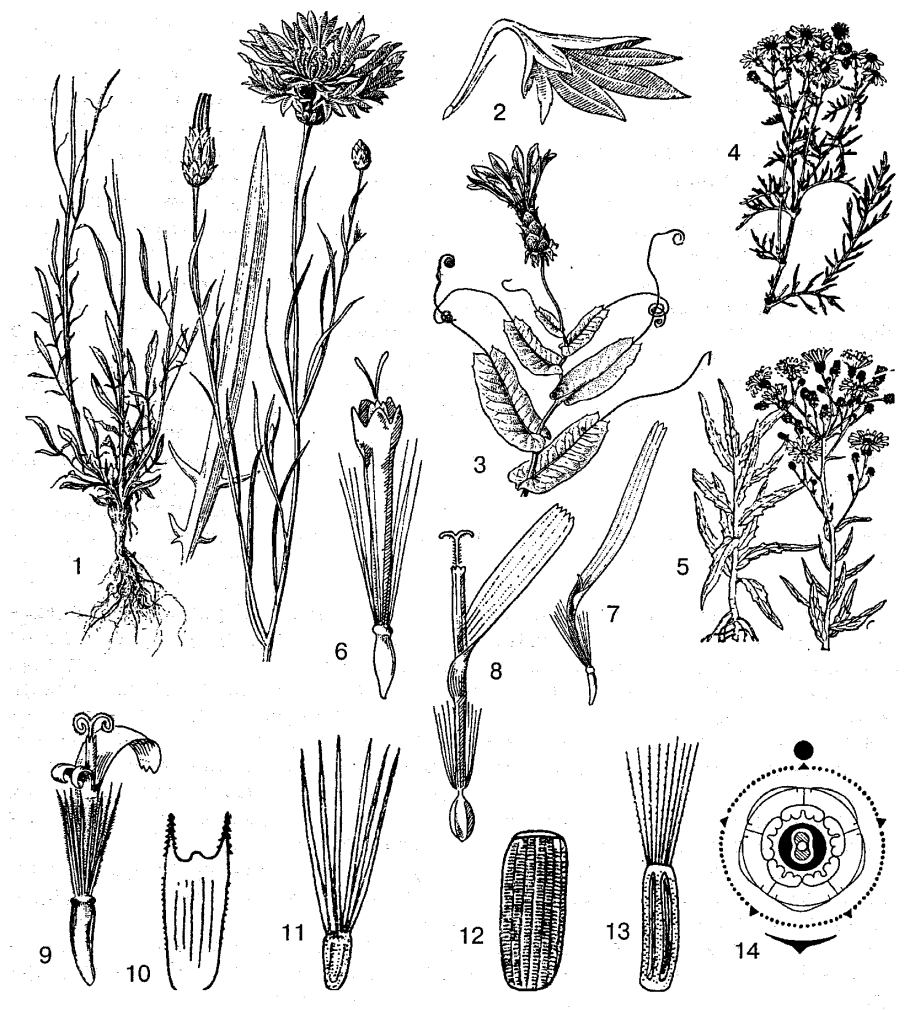 Строение цветка семейства розоцветных