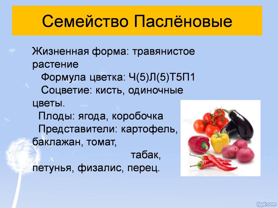 Пасленовые Мотыльковые