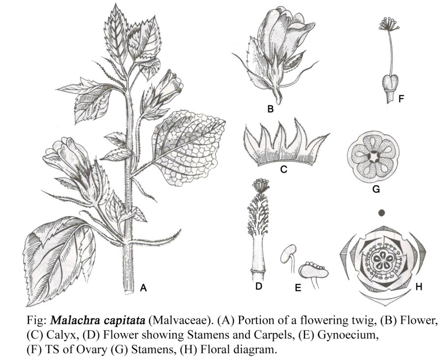 Однодольные растения пырей