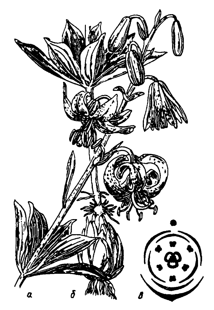 Параграф по биологии 6 класс Сложноцветные