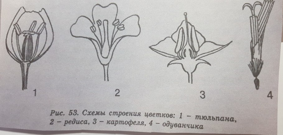 Ягода семейства пасленовых
