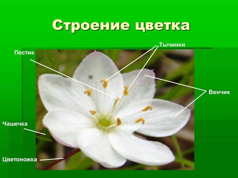 Цветок строение цветка