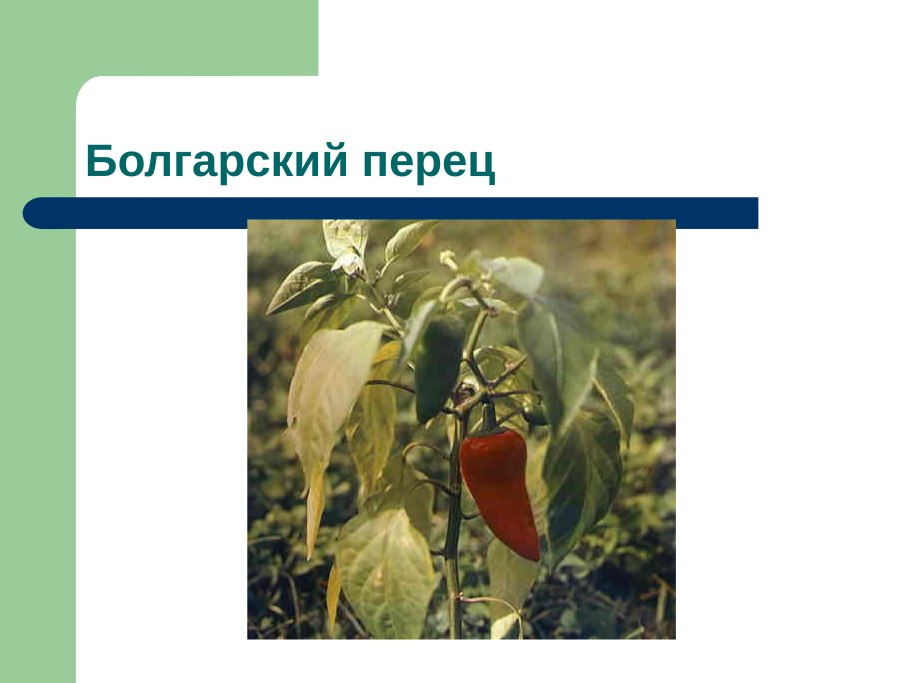 Семейство Мотыльковые бобовые