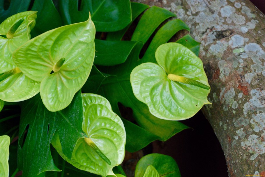 Антуриум Андре Мидори