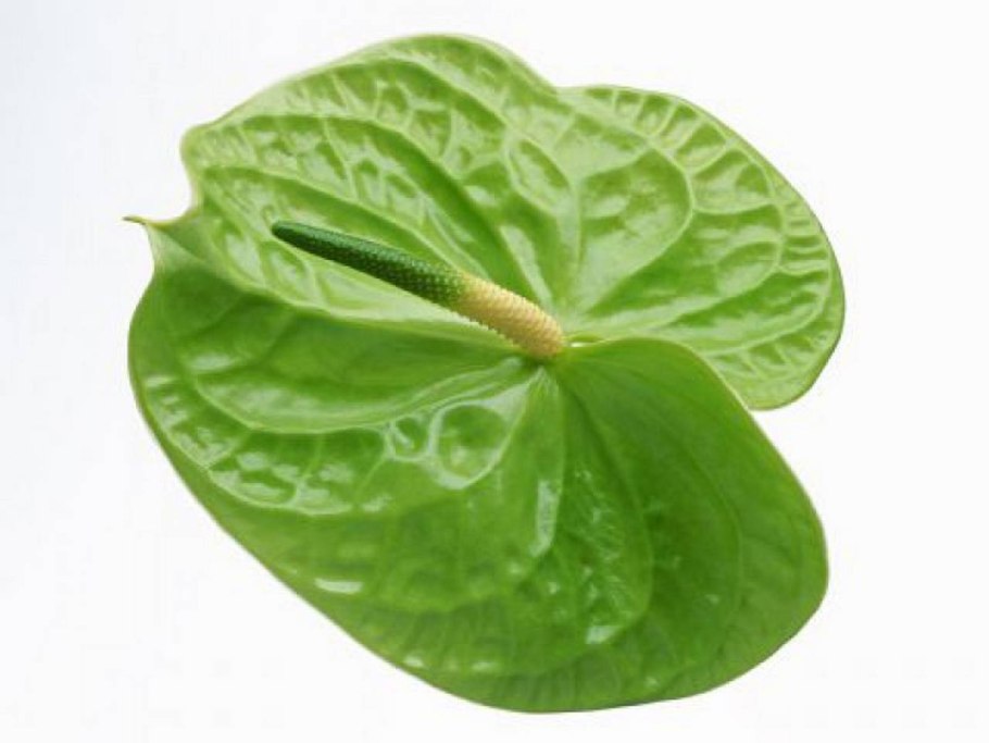Антуриум Green