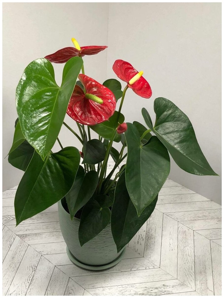 Anthurium brownii Tambo