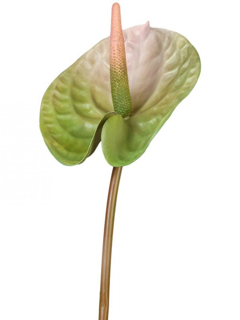 Антуриум Мидори