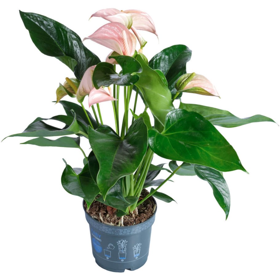 Антуриум Андре салатовый