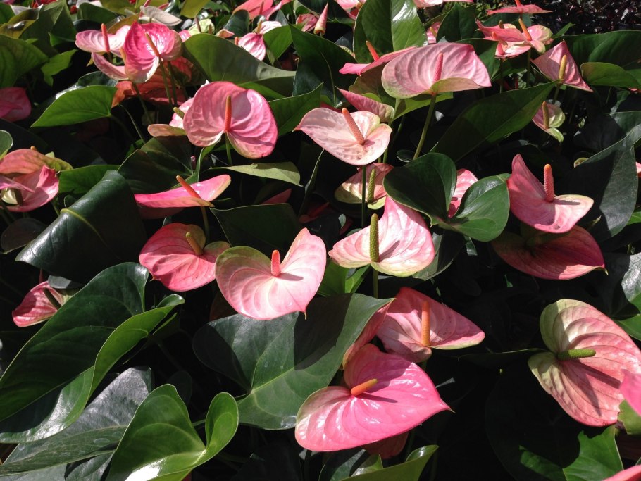 Антуриум Грин Квин