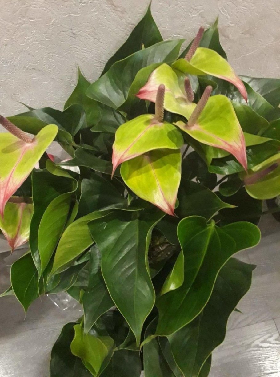 Антуриум Андре салатовый