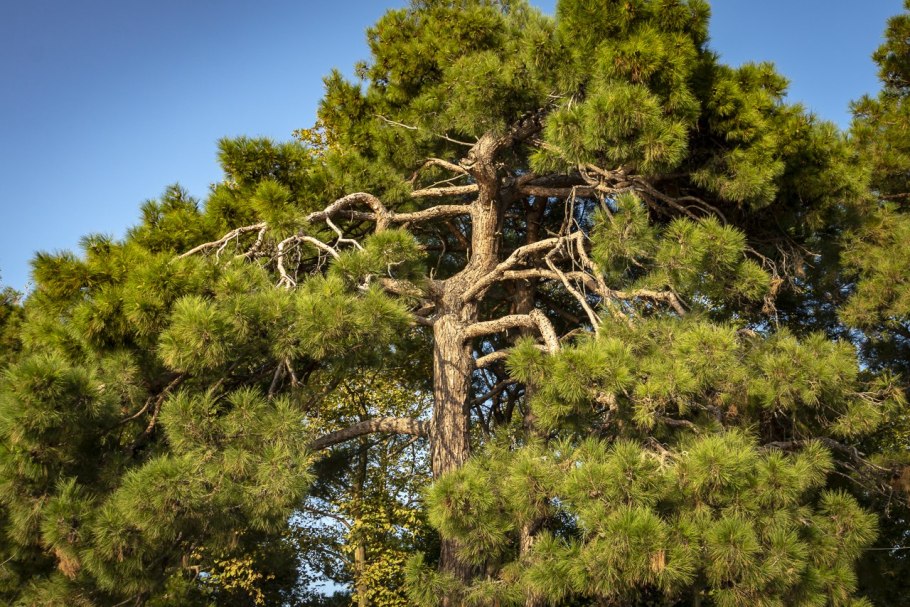 Сосна Крымская (Палласа) Pinus pallasiana