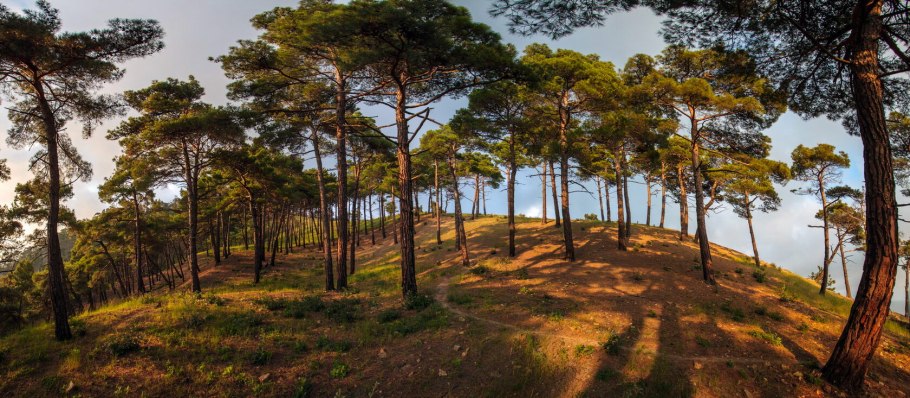 Сосна Крымская (Pinus pallasiana d.don.)